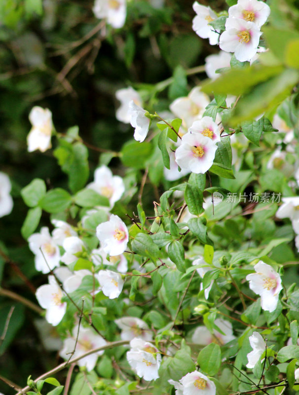 白色费城花/费城冠状花/假橘花图像